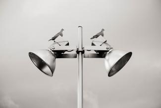 two-pigeon-perched-on-white-track-light-681447.jpg